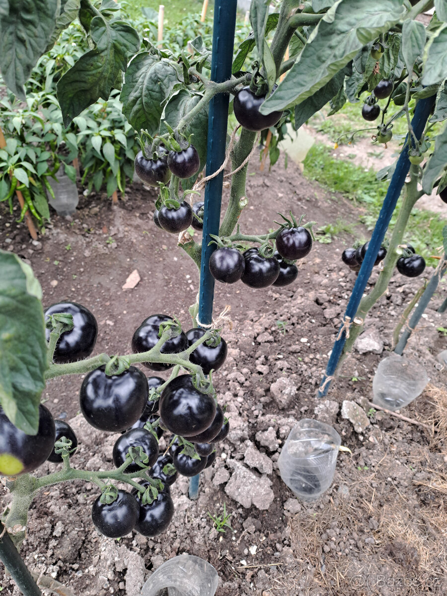 Černé rajče (indigo) semínka - 5