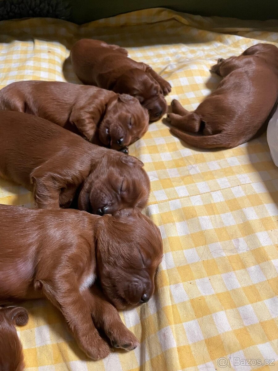 Irský setr štěňata s PP - 5