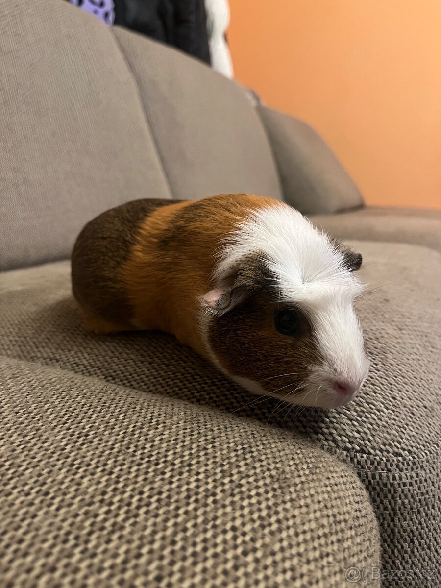 Morčata rozevláté - 5