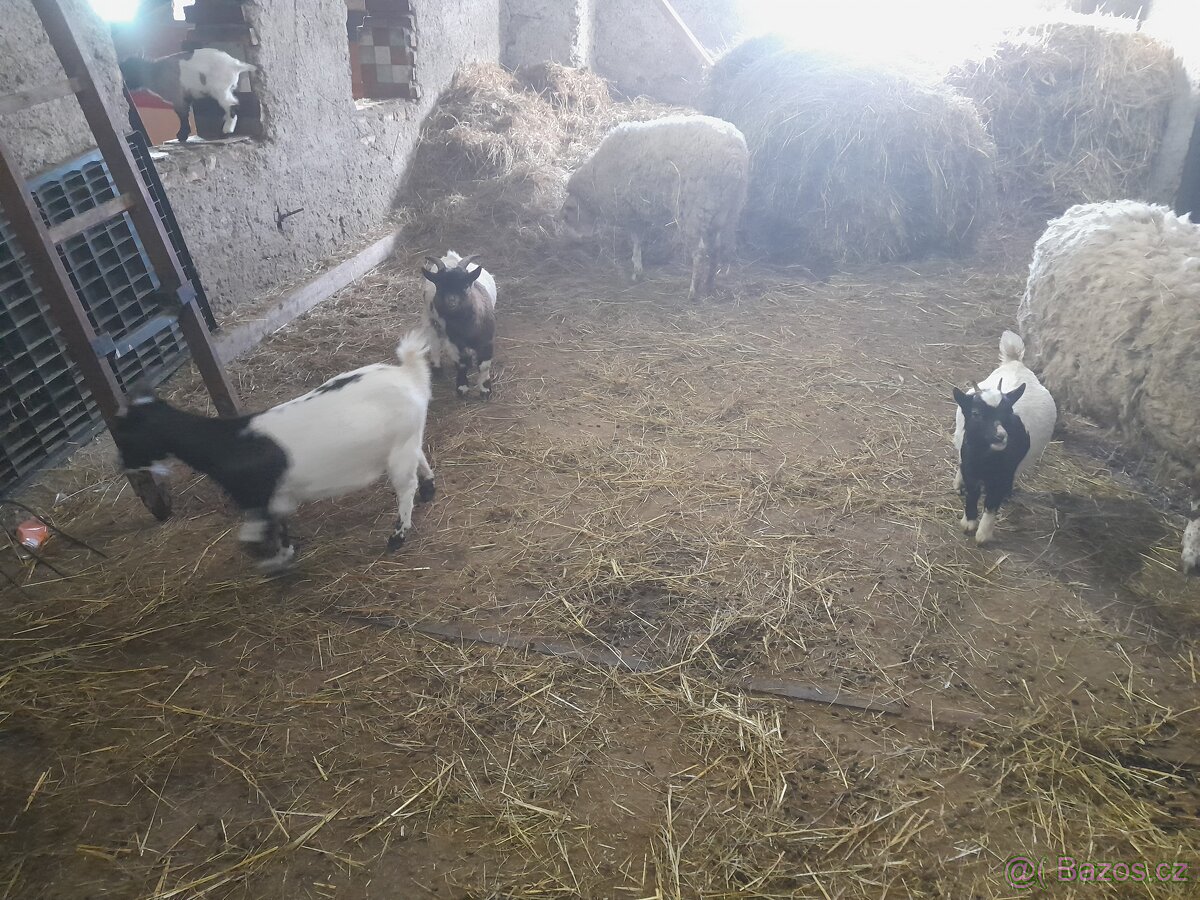 Prodám kozy - 5