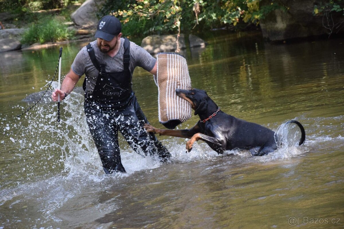Dobrman - štěňata s FCI PP - 5