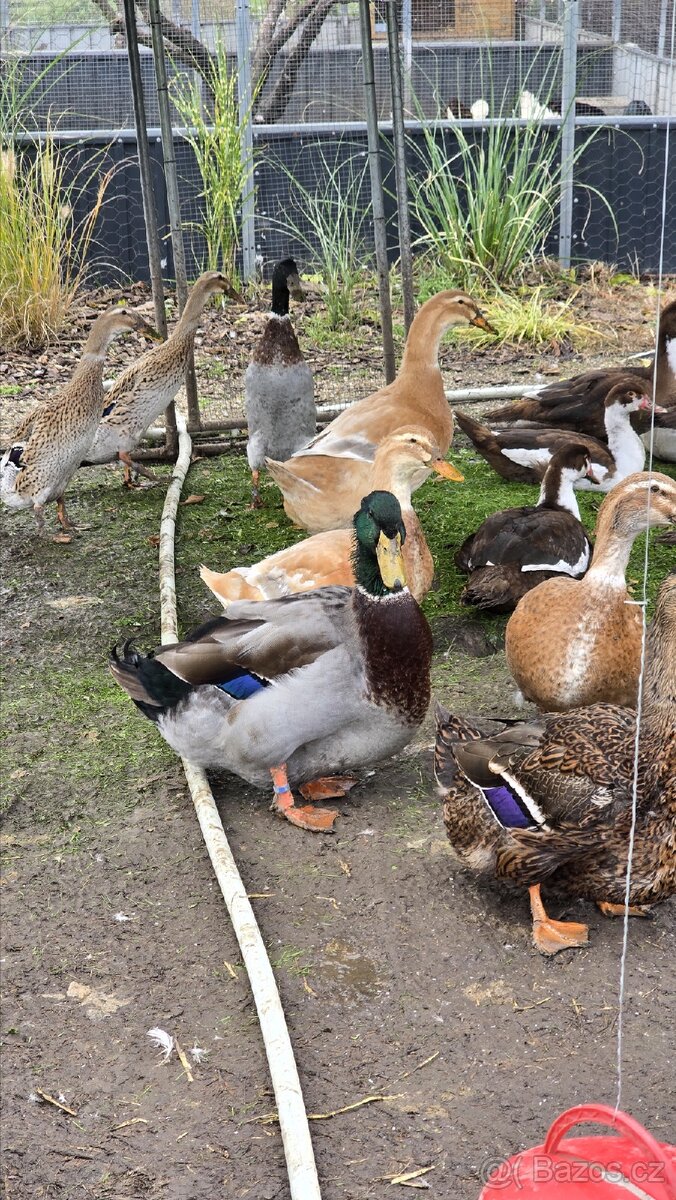 Kachny na prodej - 5