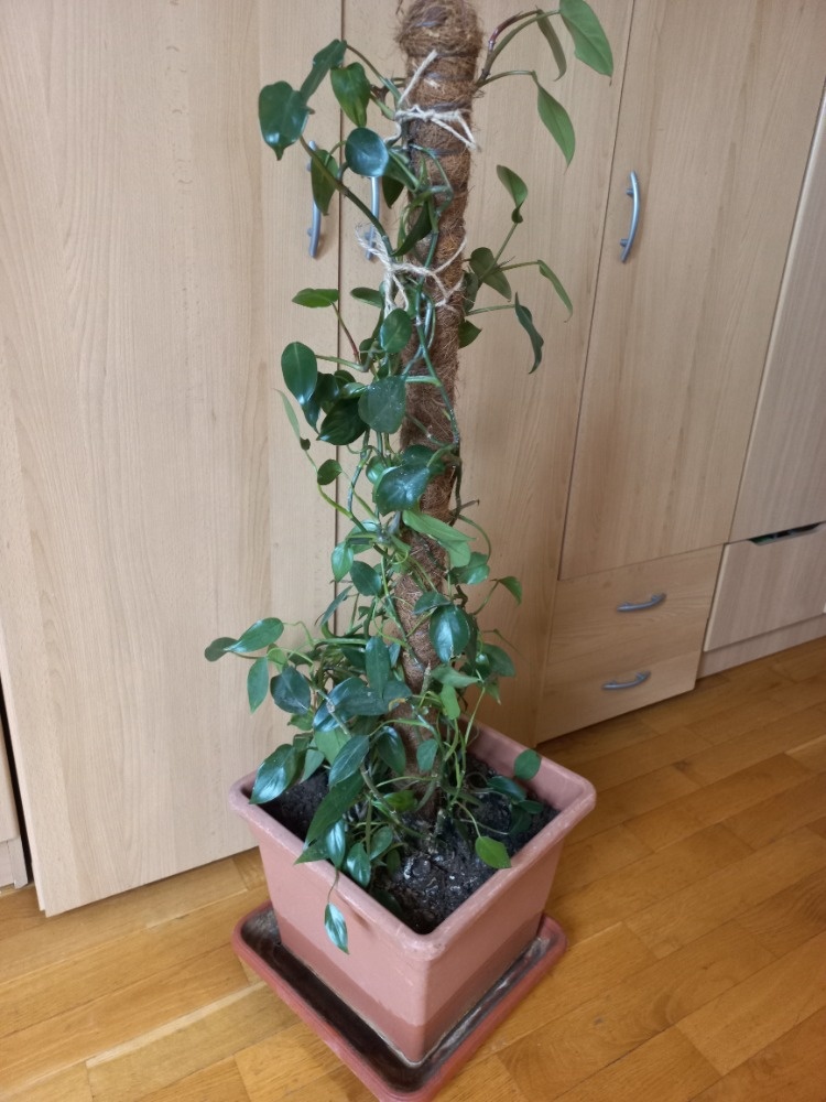 Popínavá pokojová rostlina - 5