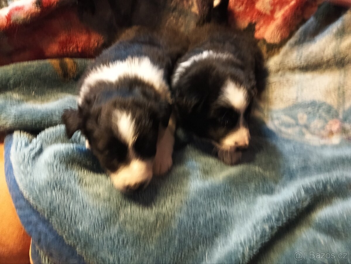 Border kolie, pejsci - 5