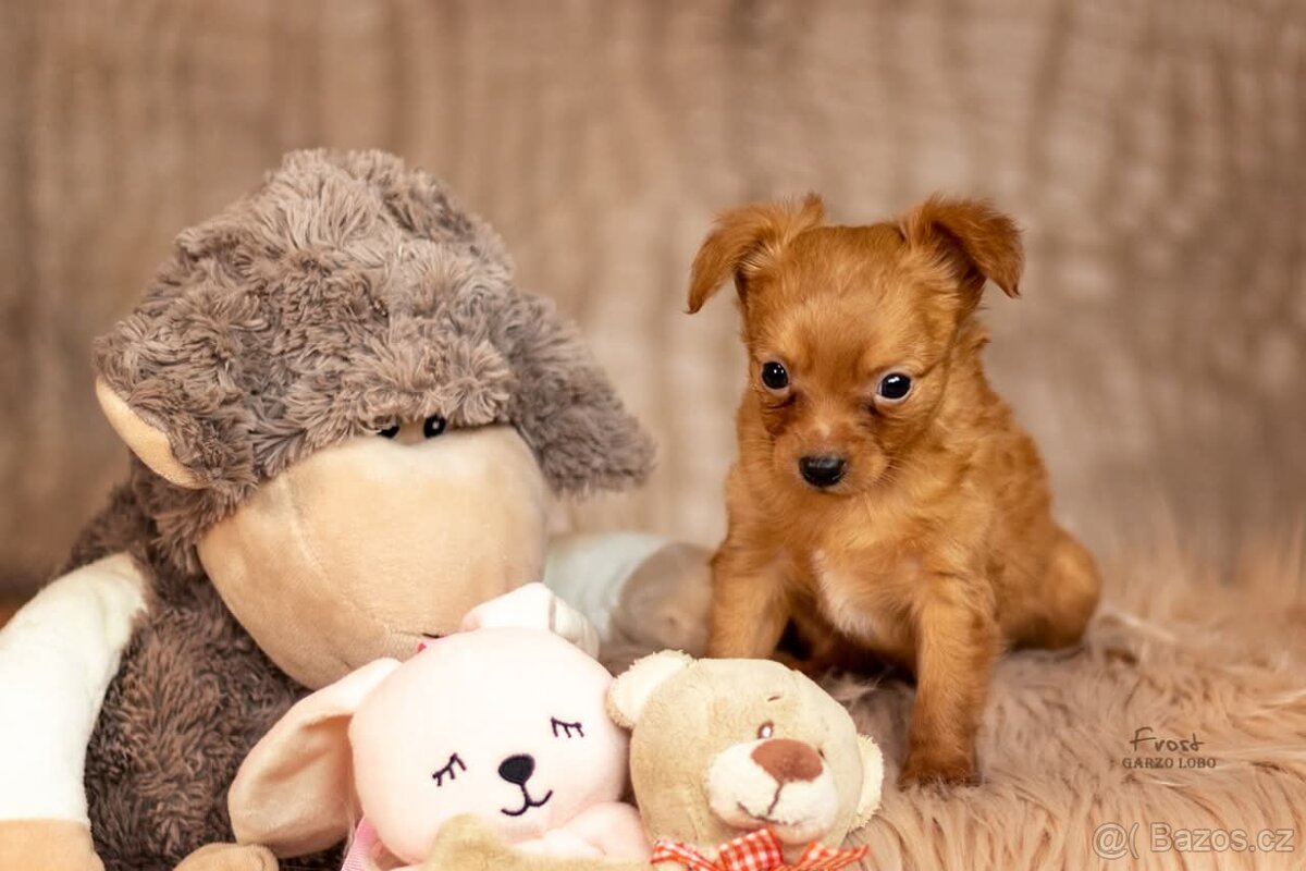 Pražský krysařík s PP FCI - 5