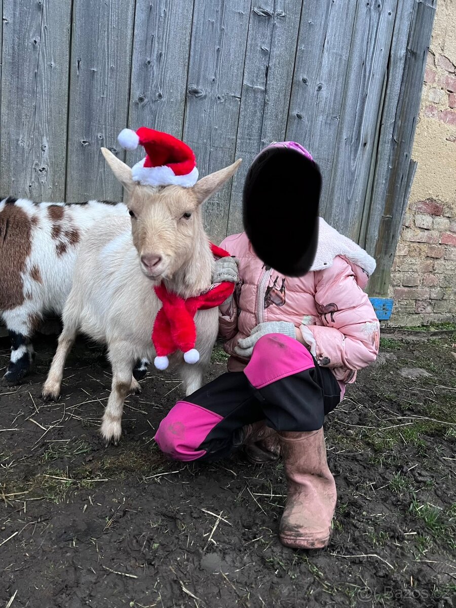 Holandská zakrslá koza - 5