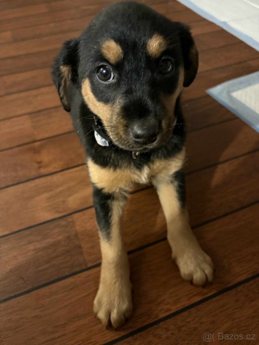 Štěňátka - 5