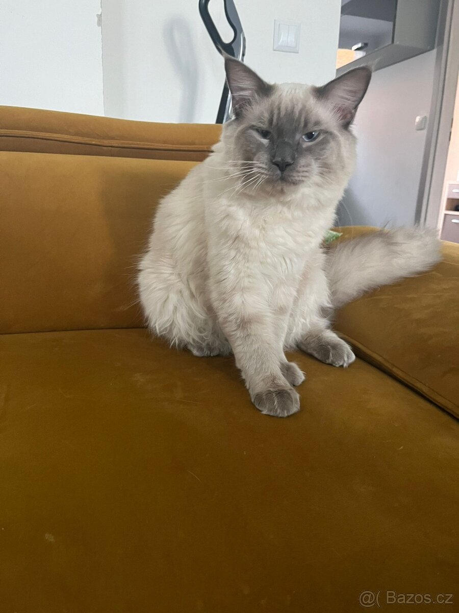 Ragdoll Kocour bez PP - 5