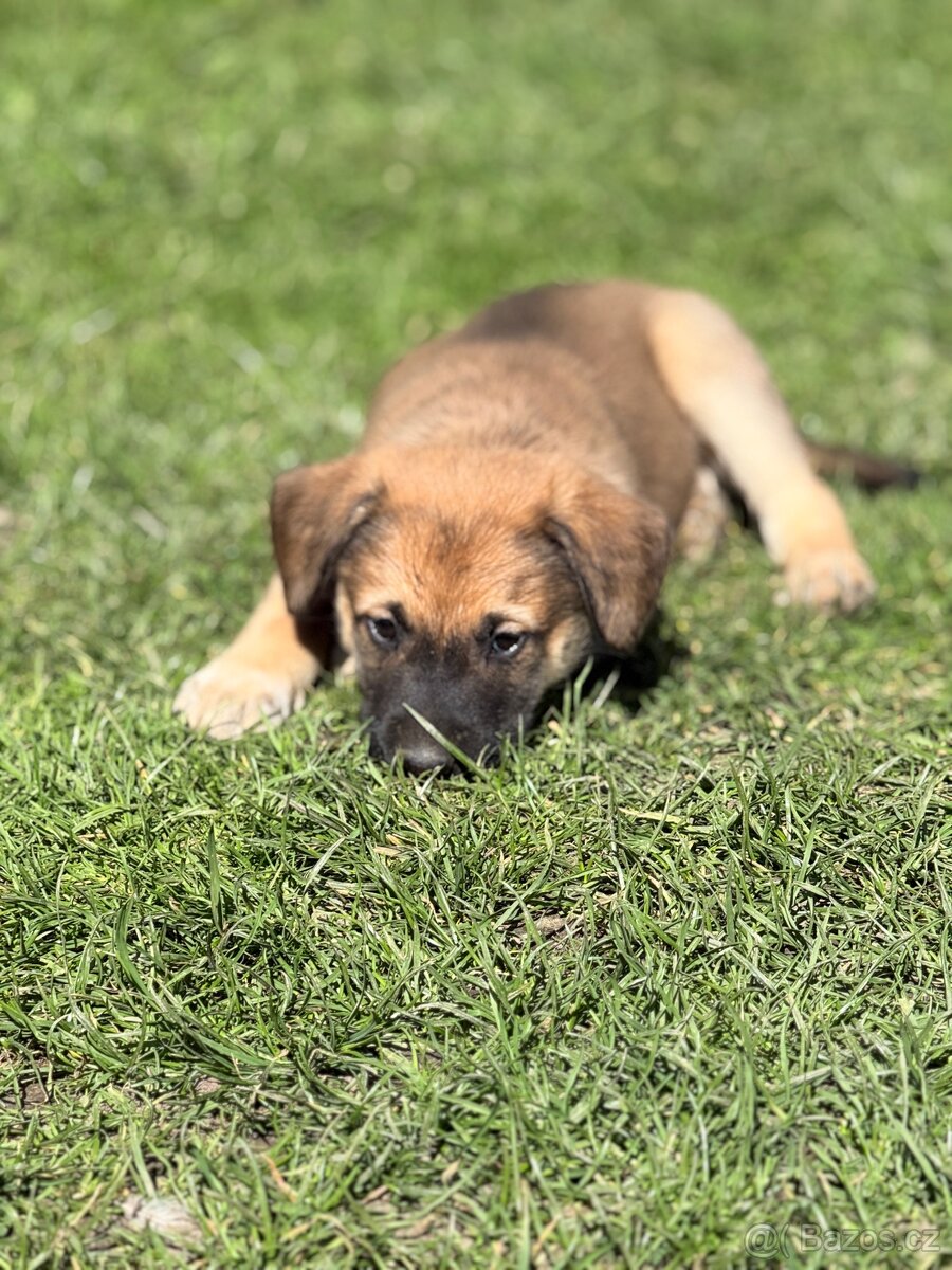 Štěňata - 5