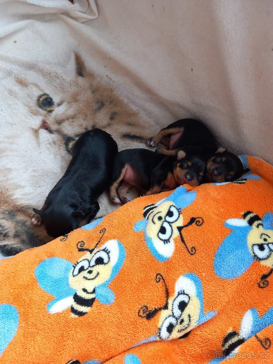 Pražský krysařík - 5