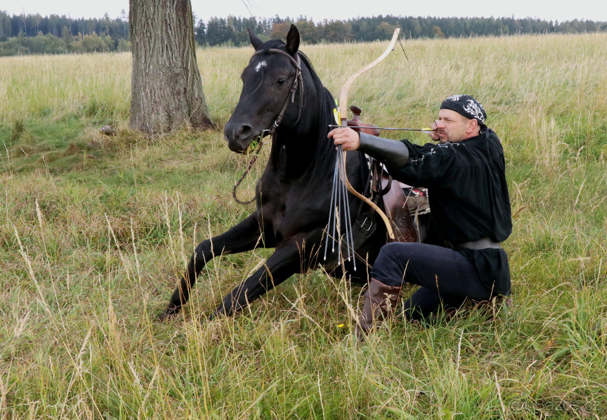 Připouštění Qh hřebcem Silver Black Harry - 5