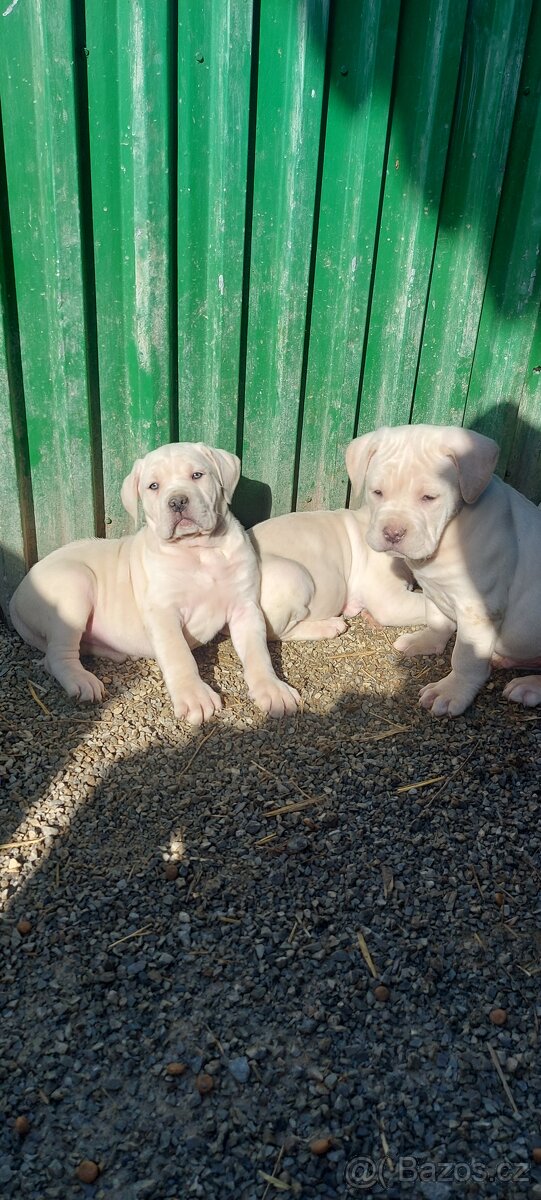 CANE CORSO STRAW/WHITE a modré - 5
