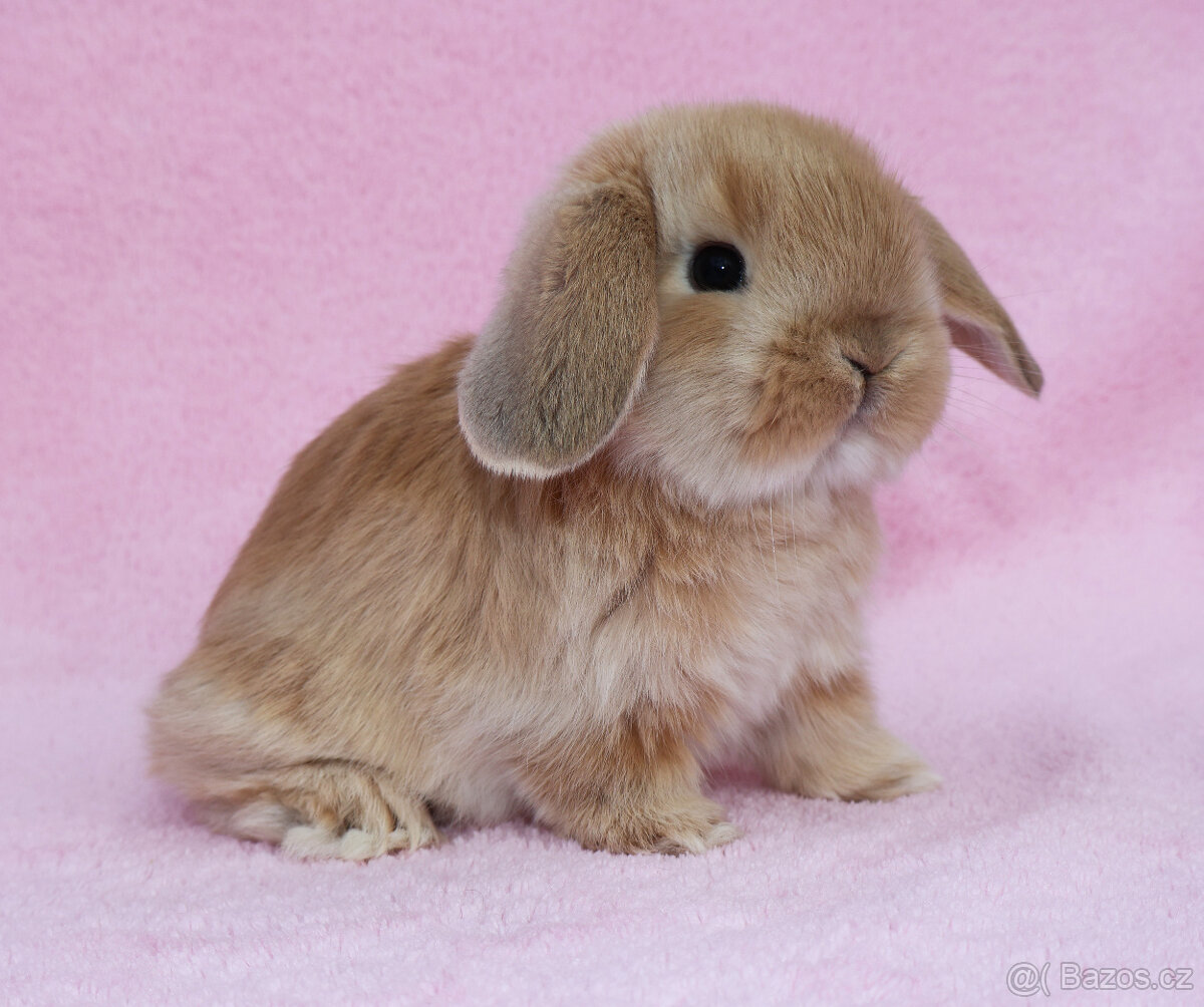 NHD beránek samička . - 5