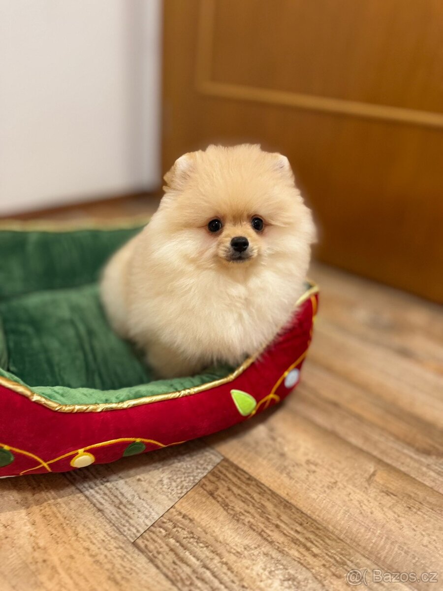 Pomeranian s PP - 5