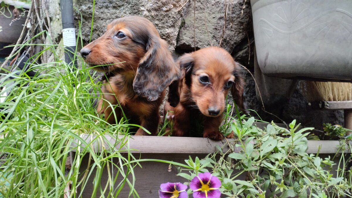 Jezevčík dlouhosrstý trpasličí - 5