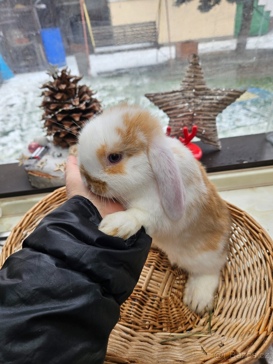 Zakrslý králík - 5