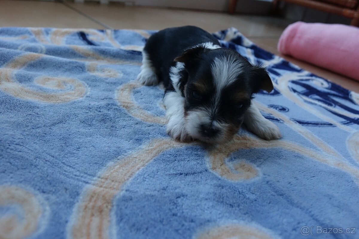 Nabízím k rezervaci štěňata biewerů - 5
