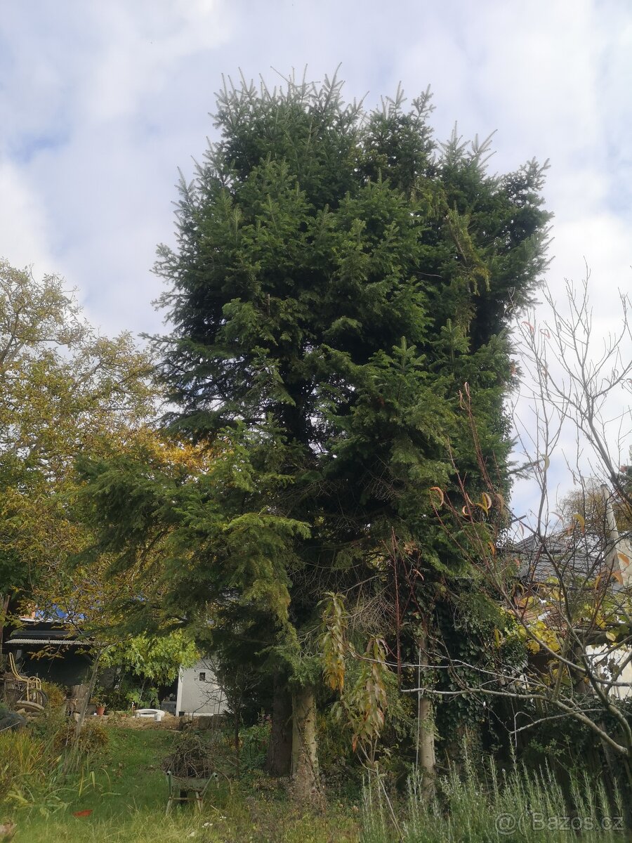 Prodám chvojí z jedle bělokoré - 5