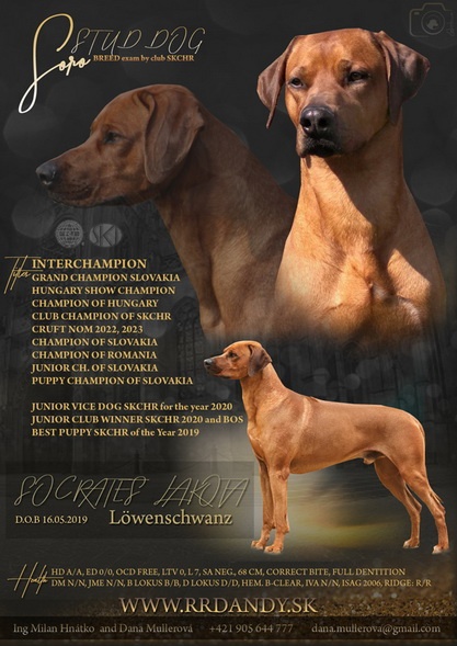 Štěňata rhodéského ridgebacka - 5