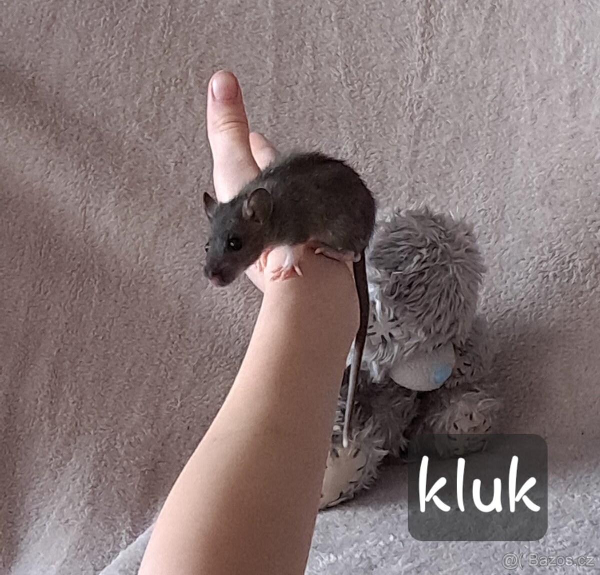 mláďata potkana Dumbo - 5