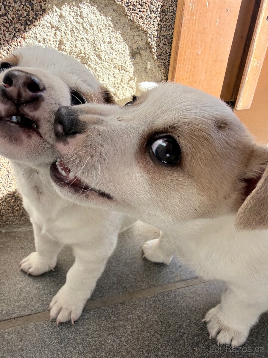 Jack russell teriér - 5