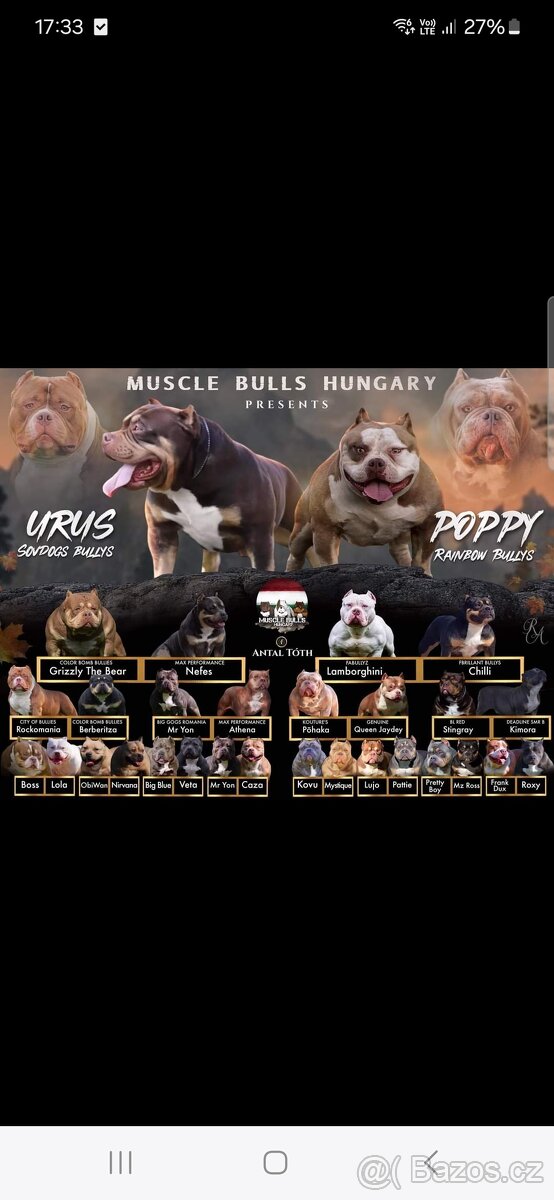 American bully - 5
