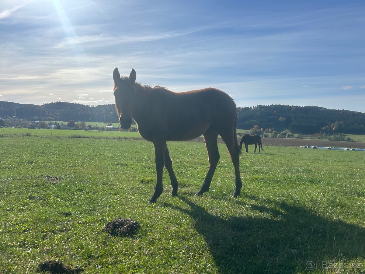 Kobyla s hříbětem - 5