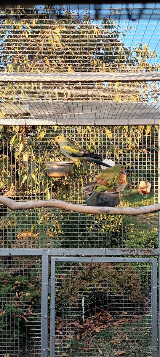 Papoušek horský modrý - 5