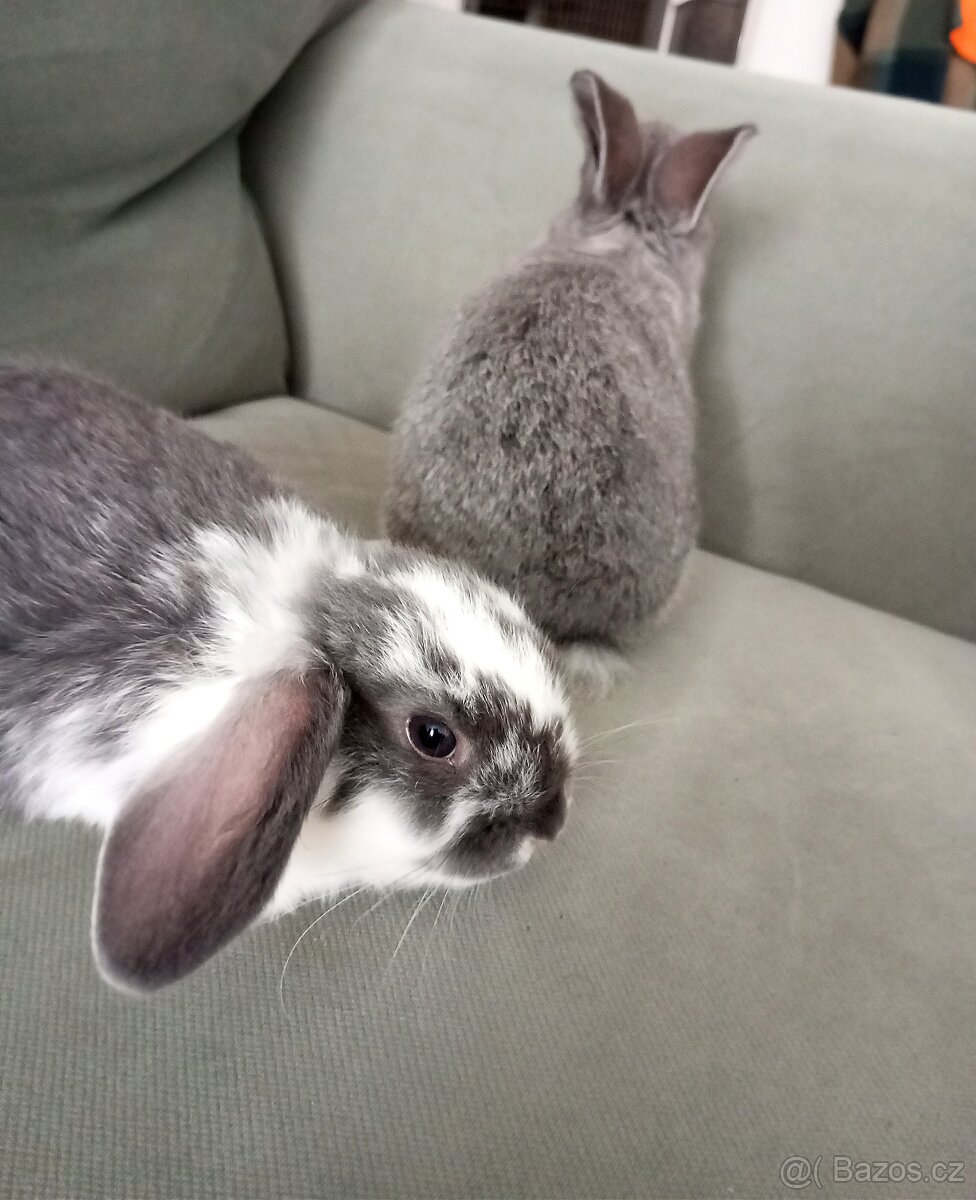Zakrslý beránek králíček - 5