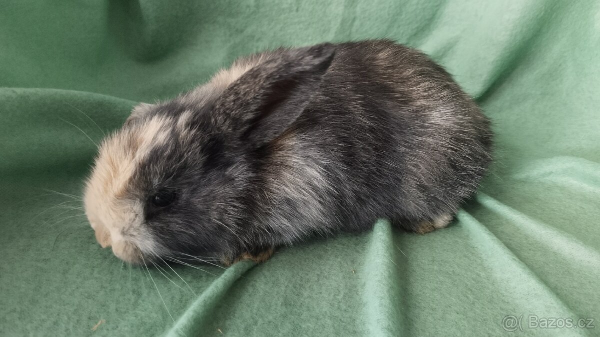 Zakrslý králík beránek - 5