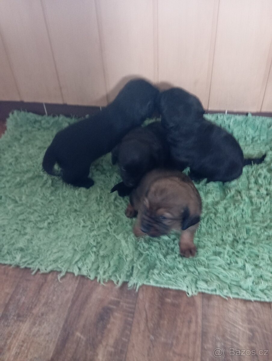 Nabízím štěňátka do dobrých rukou. - 5