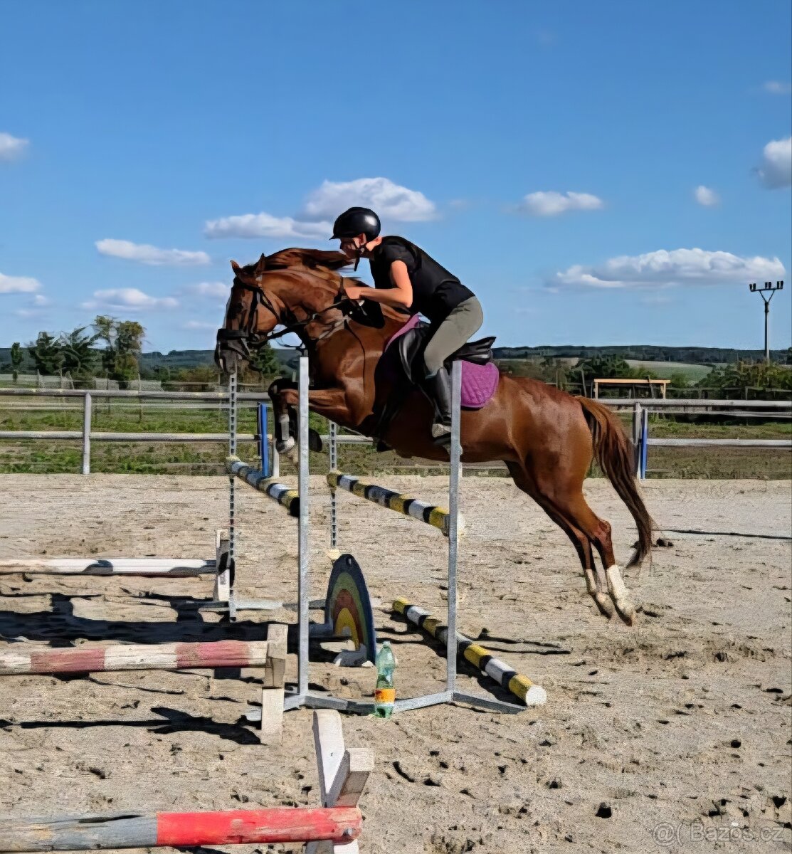 Sportovní pony B - 5