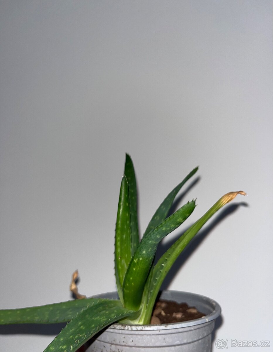 Aloe okrasné - 5