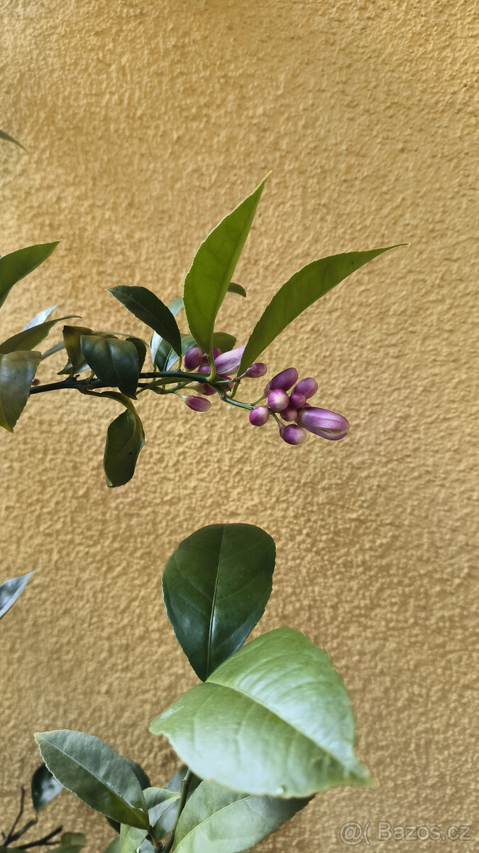 Prodám plodící citroník MEYER (č.68a) - 5