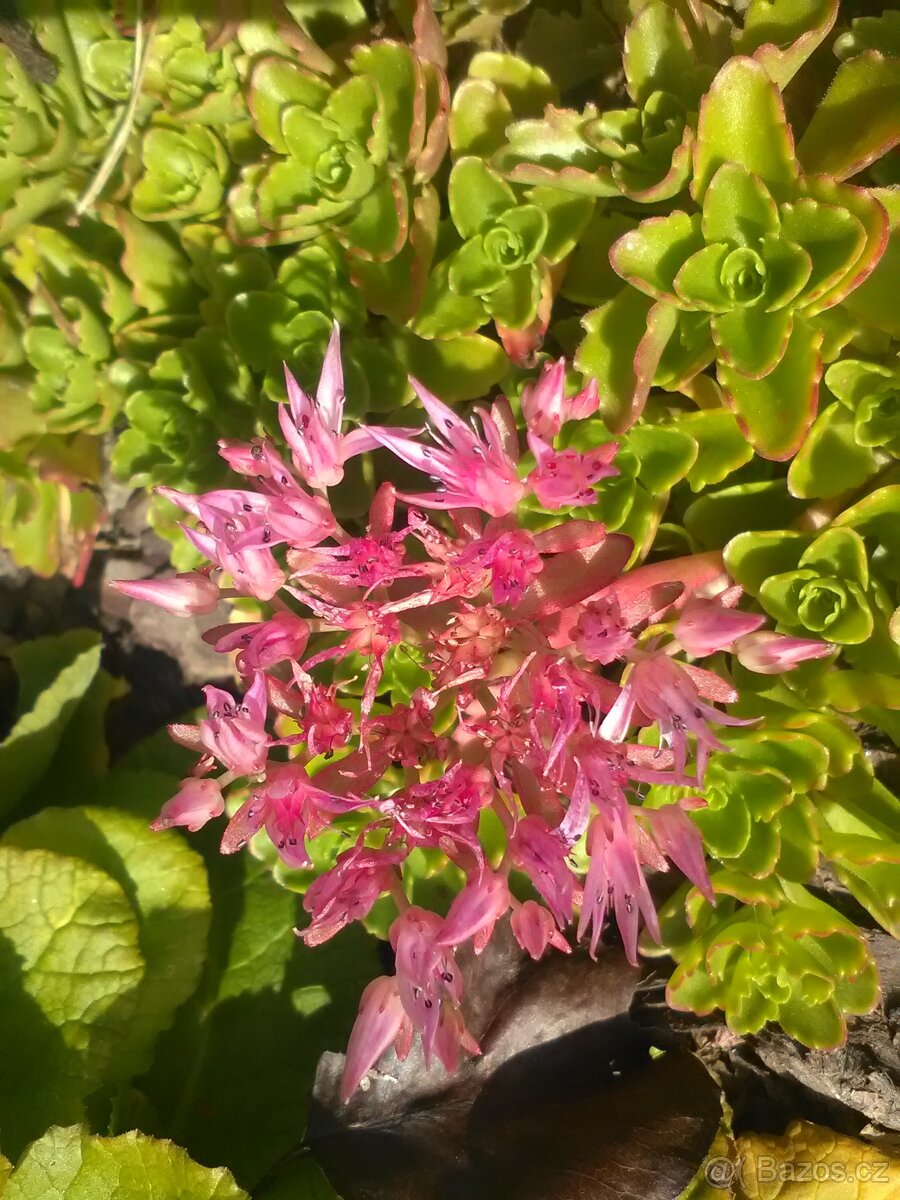 Trvalky, bylinky odběr na jaře - 5