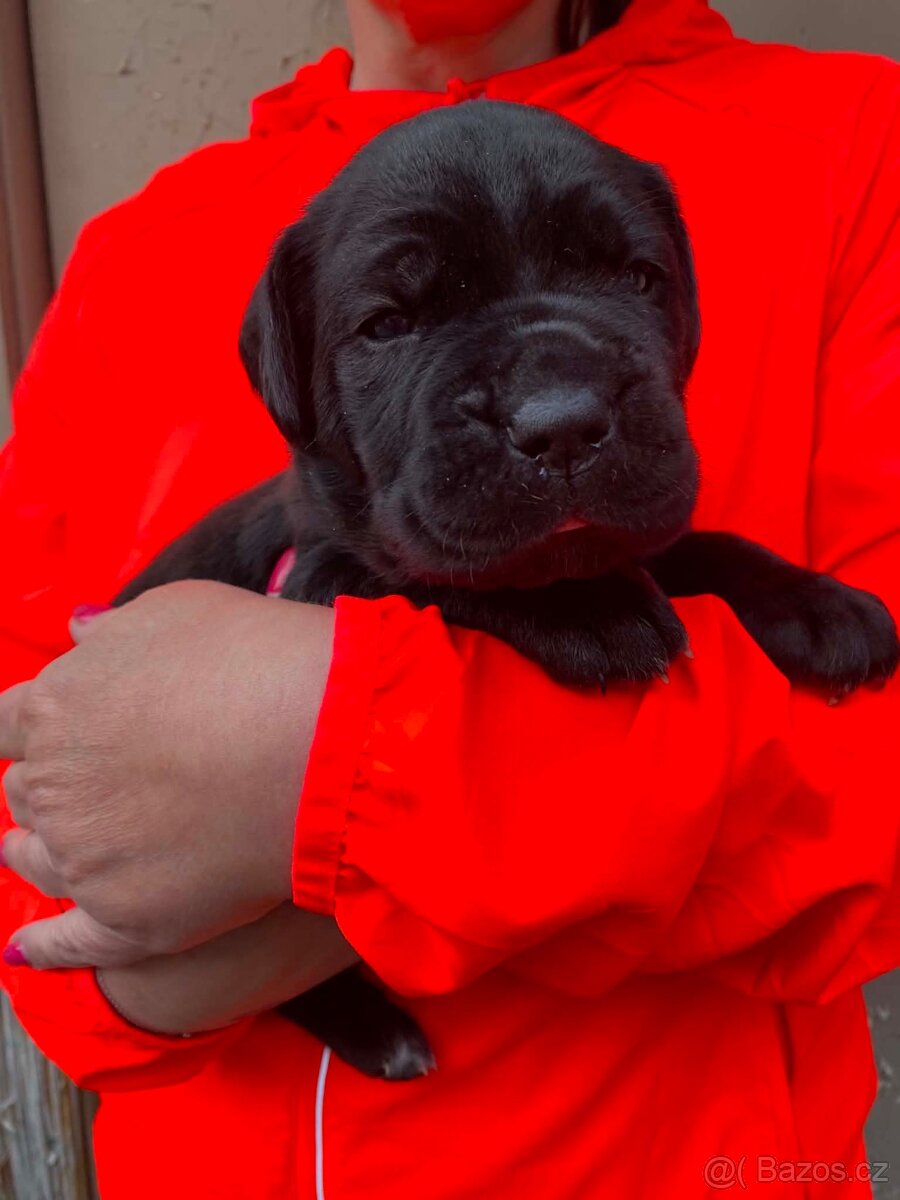 Štěňátka Cane Corso s PP - 5
