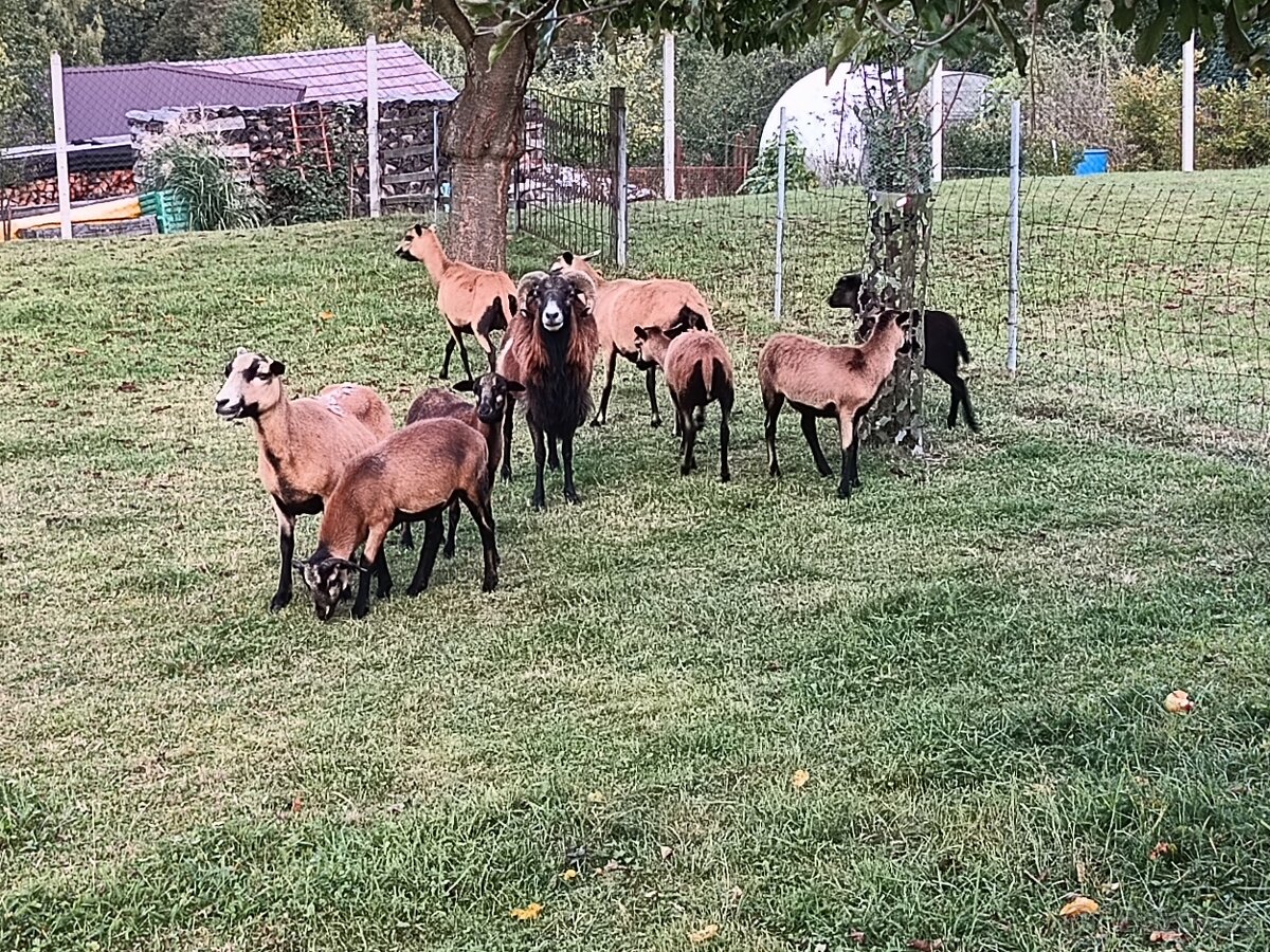 Kamerunská ovce - 5