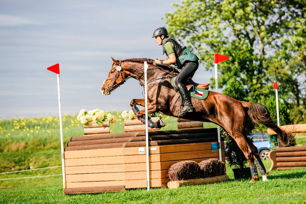 Perfektní klisna pro juniory do mezinárodní všestrannosti - 5