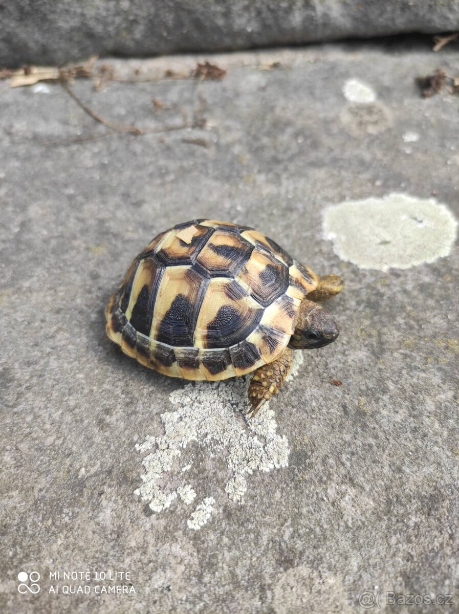 suchozemská želva zelenavá a vroubená, terárium - 5