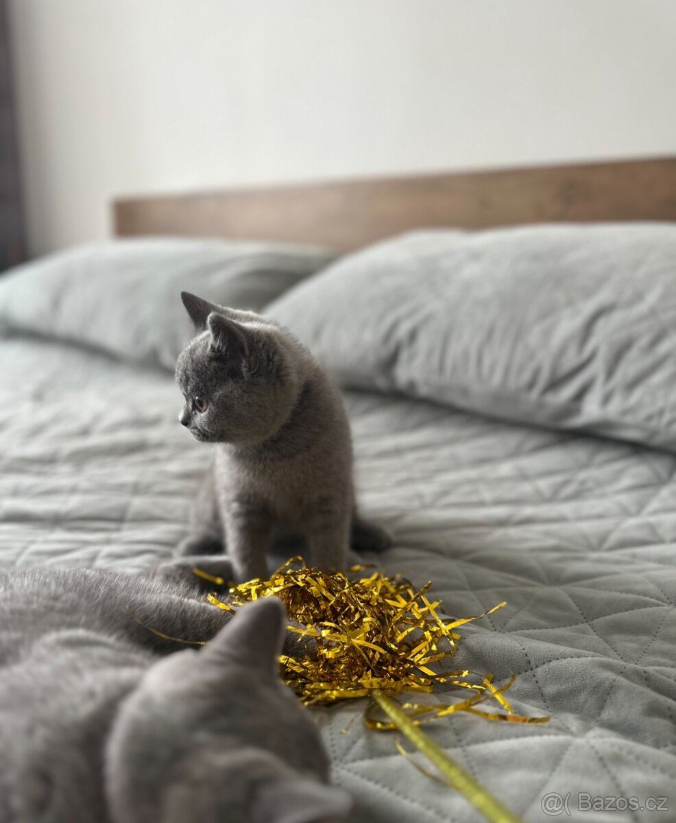 Britská modrá krátkosrstá kočka s PP - 5