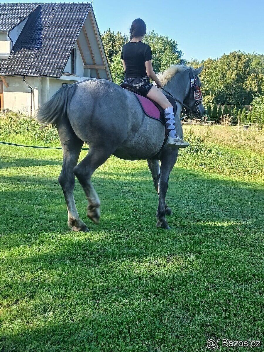 Prodám kobylu - 5