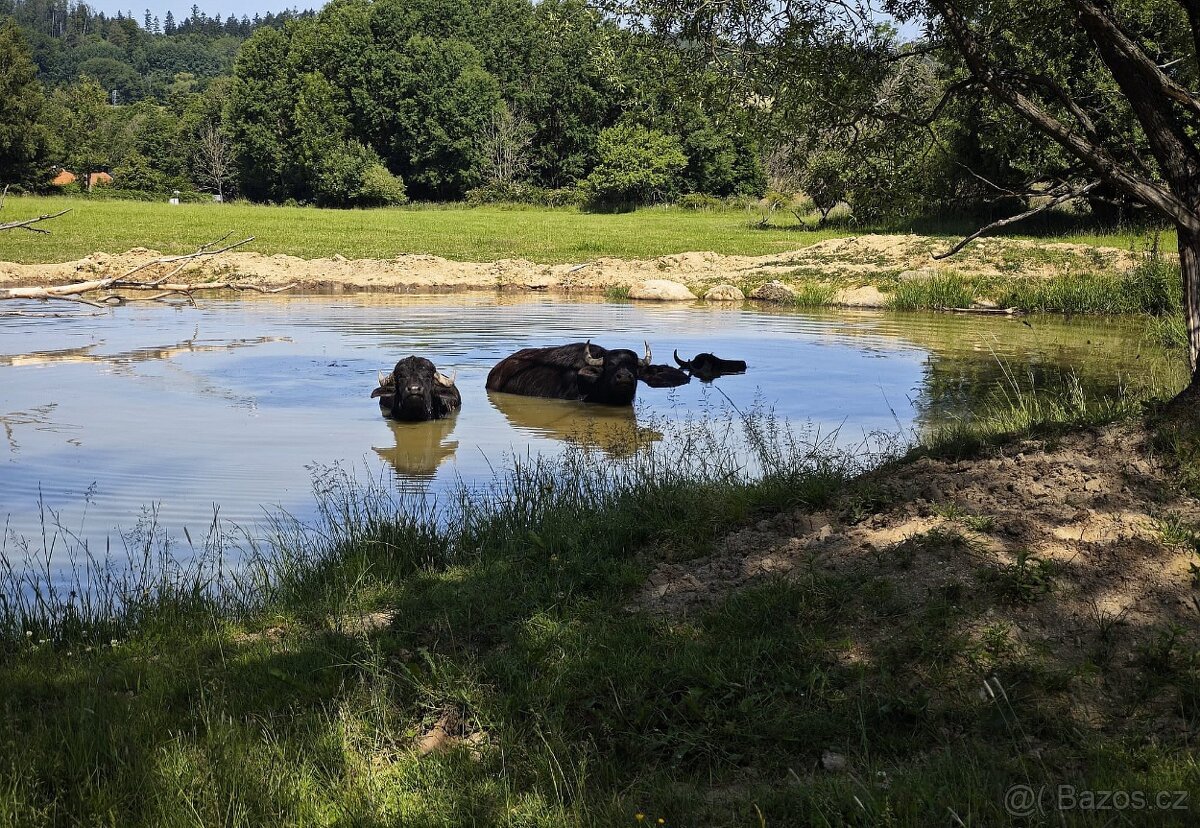 Buvol domácí (bahenní) - 5