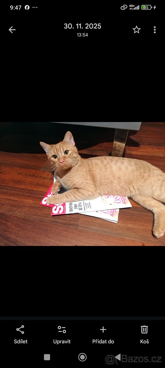 Daruji kocourka - 5