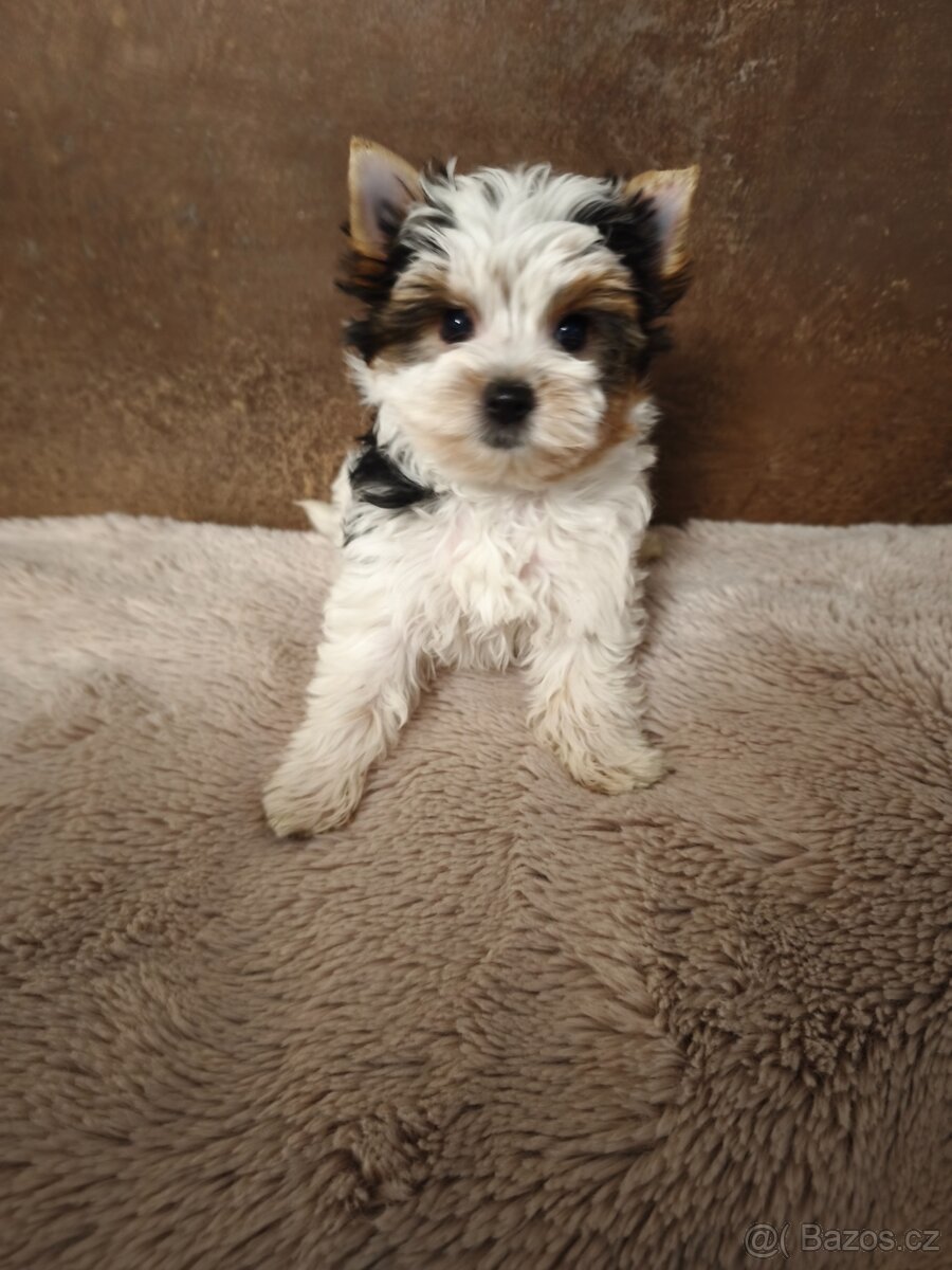 Biewer jorkširský teriér fenečka s pp - 5