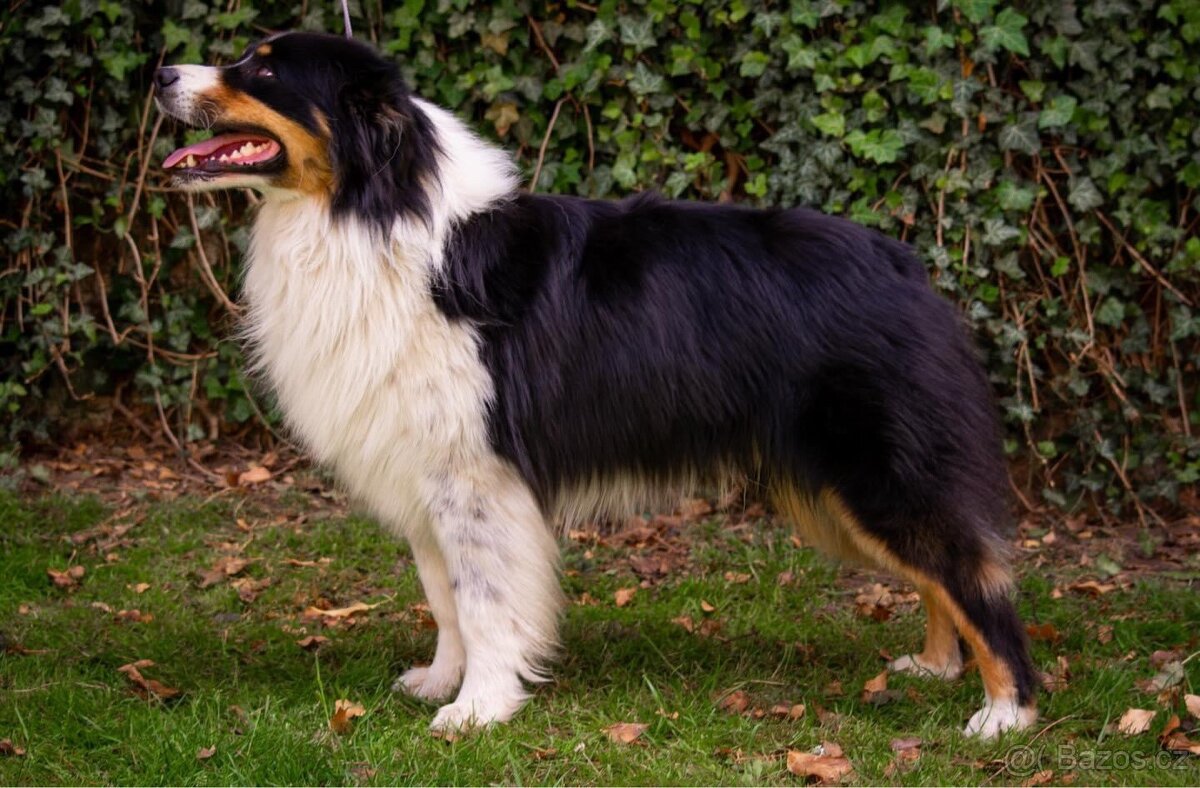 Krytí chovným psem- Australský ovčáka s PP - 5