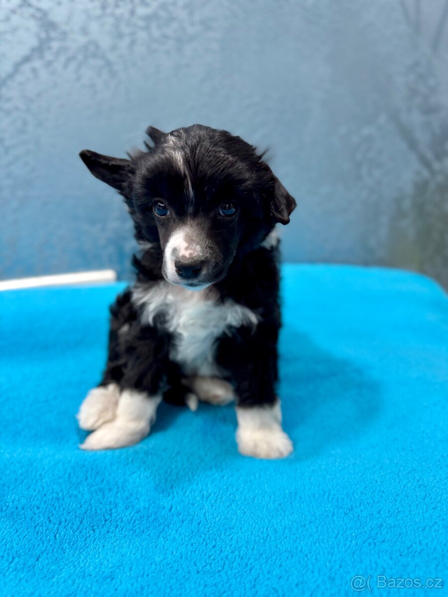 Čínský chocholatý pes s PP - labutěnka Carl - 5