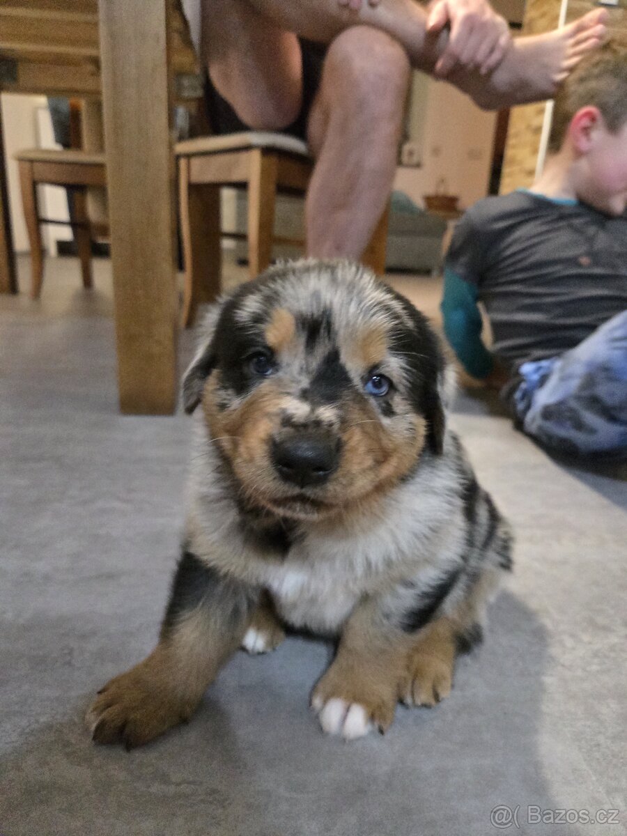 Štěňata Rottweiler × Australský ovčák - 5