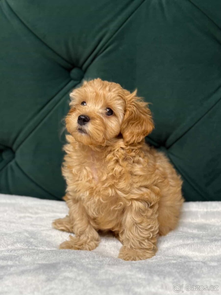 Maltipoo - 5