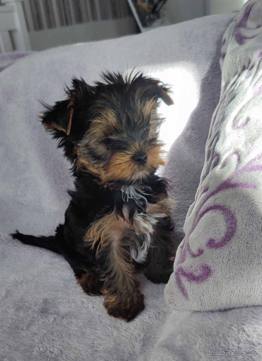 Jorkšírský (York,Biewer) teriér-kluk s PP - 5