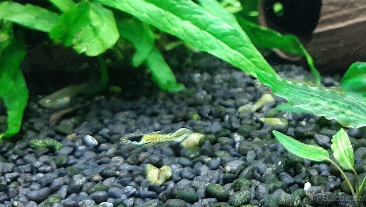 Rostlinky a rybky - 5